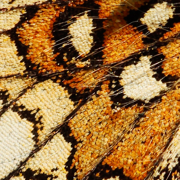 Melitaea aurelia