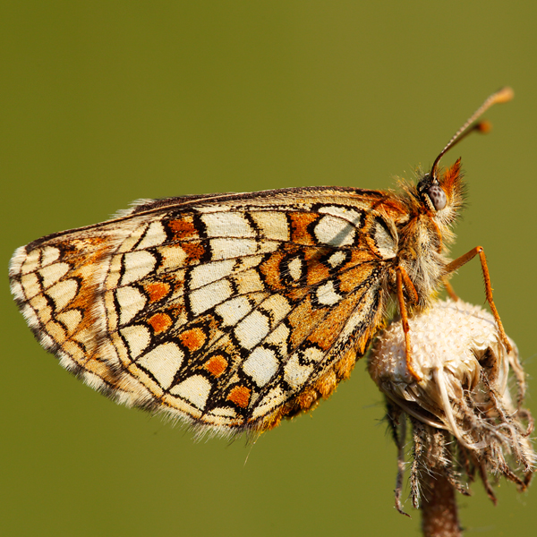 Melitaea aurelia