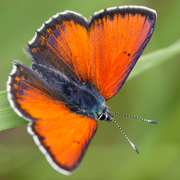 Lycaena hippothoe