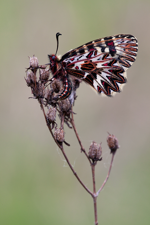 Zerynthia cassandra