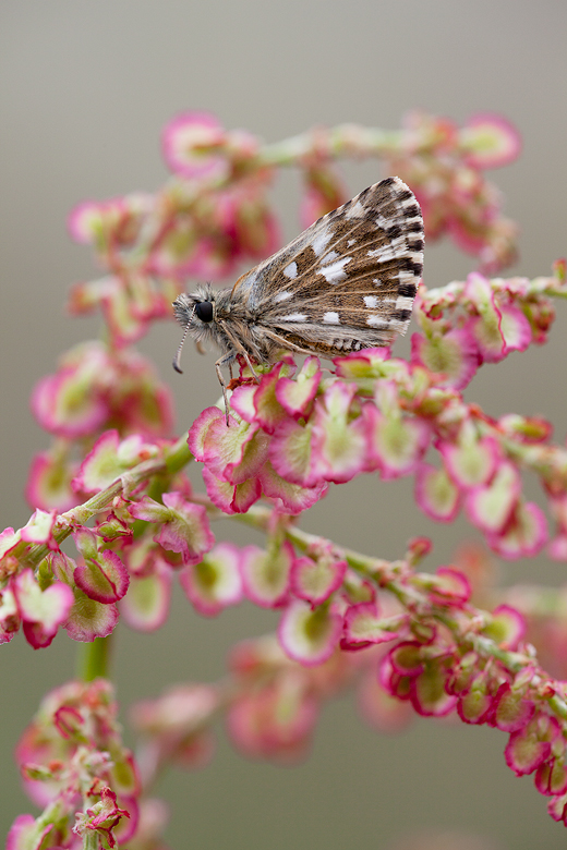 Pyrgus malvae