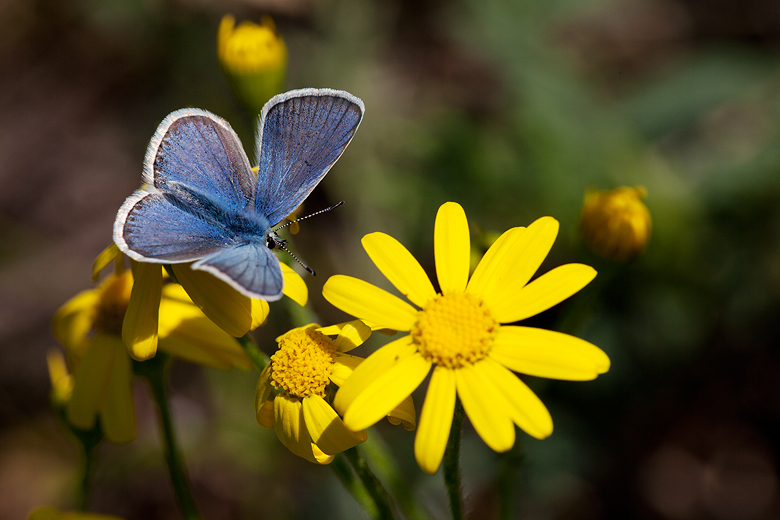 Polyommatus cornelia