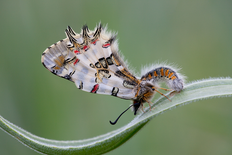 Zerynthia deyrollei