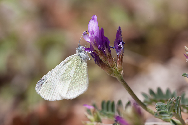 Leptidea duponcheli