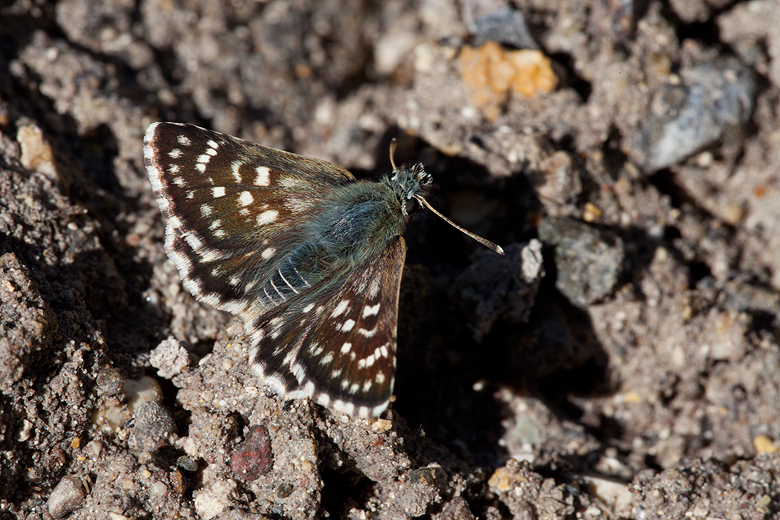 Spialia orbifer