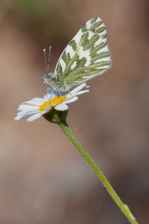 Pontia chloridice