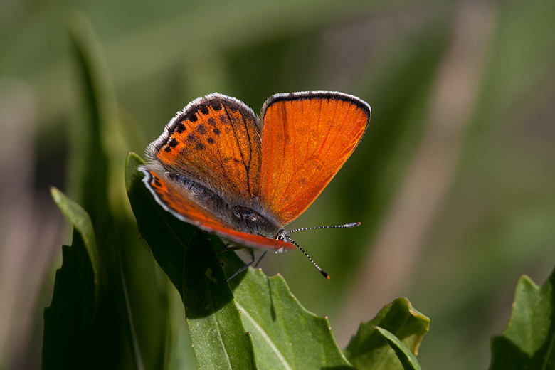 Lycaena thersamon