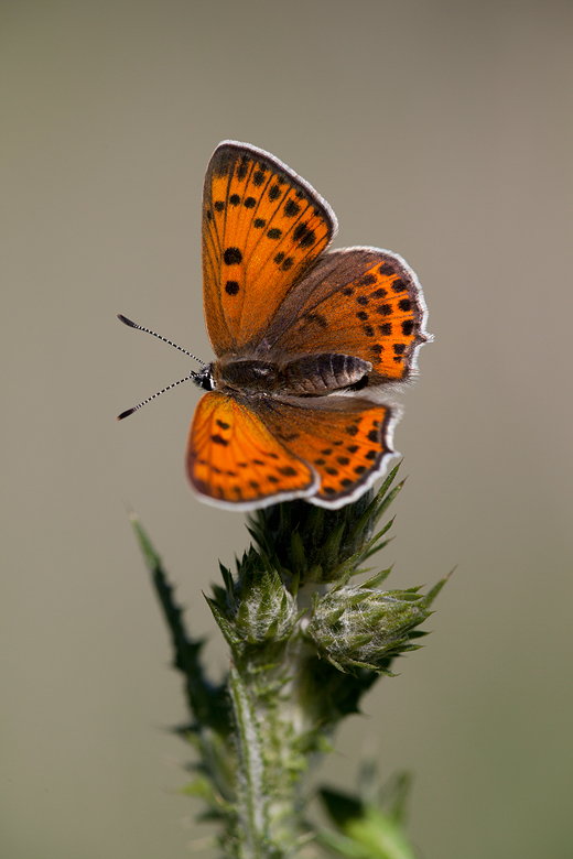 Lycaena thersamon