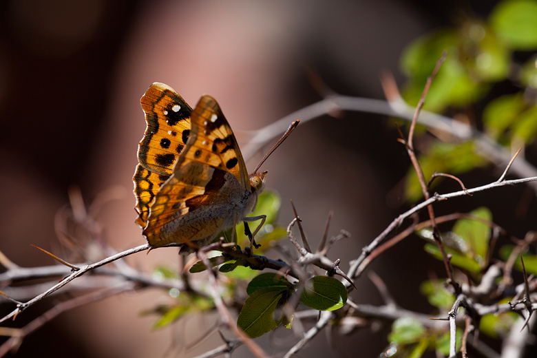 Thaleropis ionia