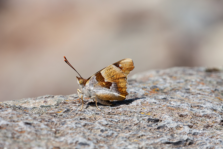 Thaleropis ionia