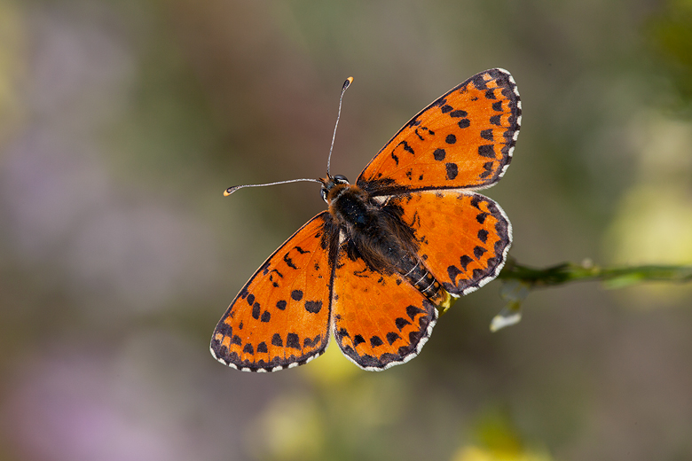 Melitaea didyma