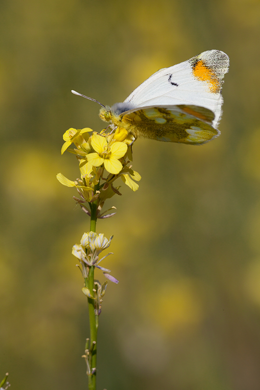 Zegris eupheme (menestho)