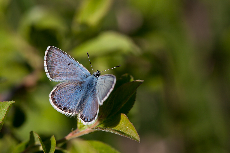 Plebejus anteros