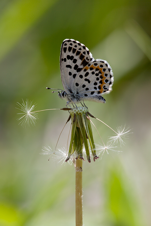 Scoliantides orion