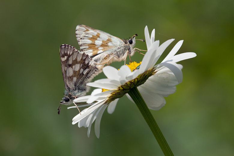 Muschampia cribrellum