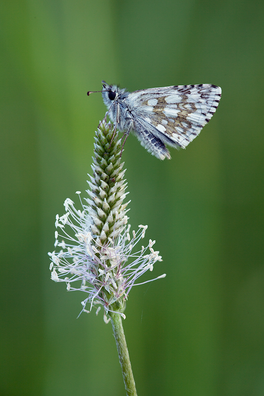 Pyrgus carthami