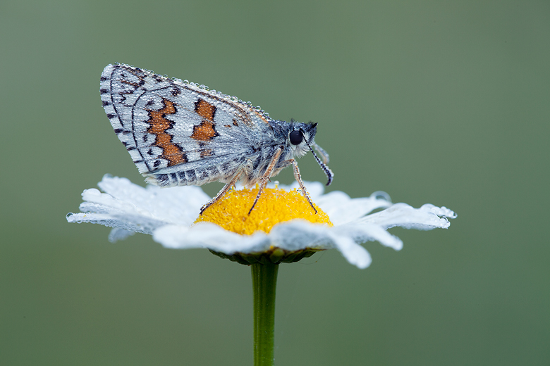 Pyrgus sidae