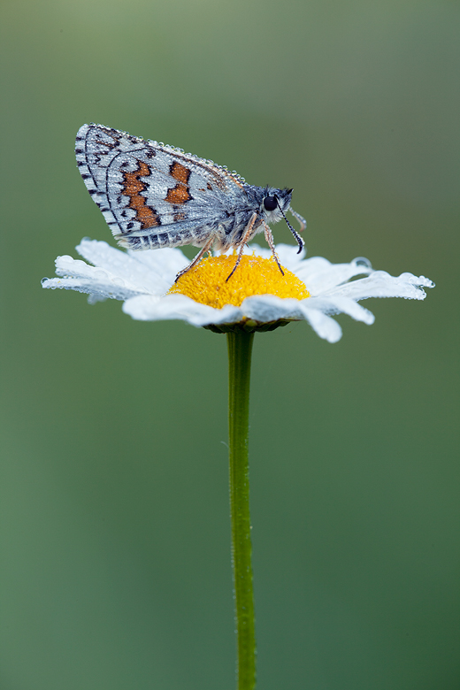 Pyrgus sidae