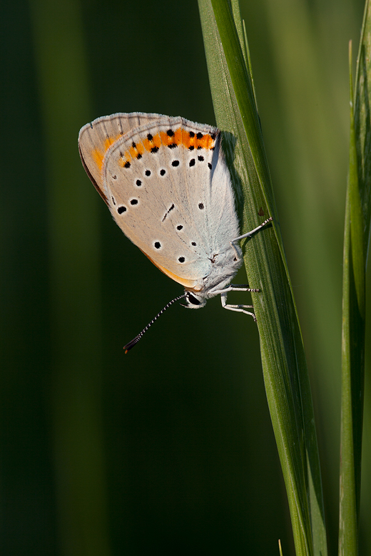 Lycaena dispar (ssp rutila)