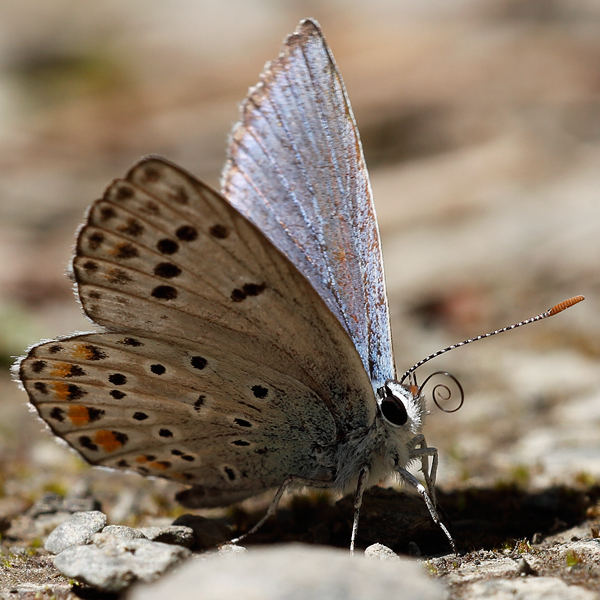 Polyommatus escheri copula