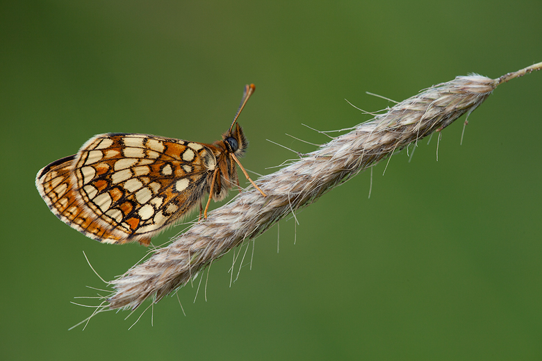 Melitaea aurelia