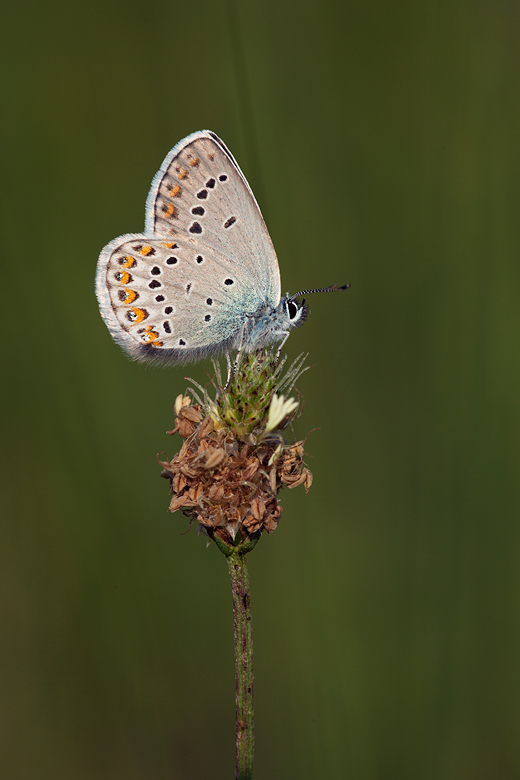 Plebejus argyrognomon