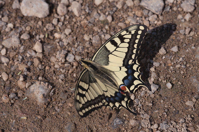 Papilio machaon