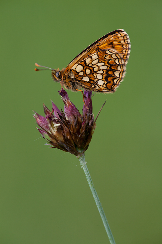 Melitaea britomartis