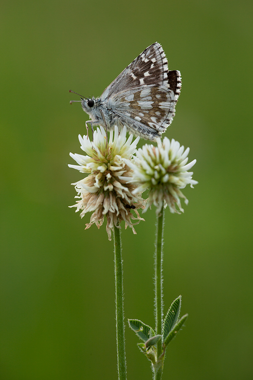 Pyrgus carthami