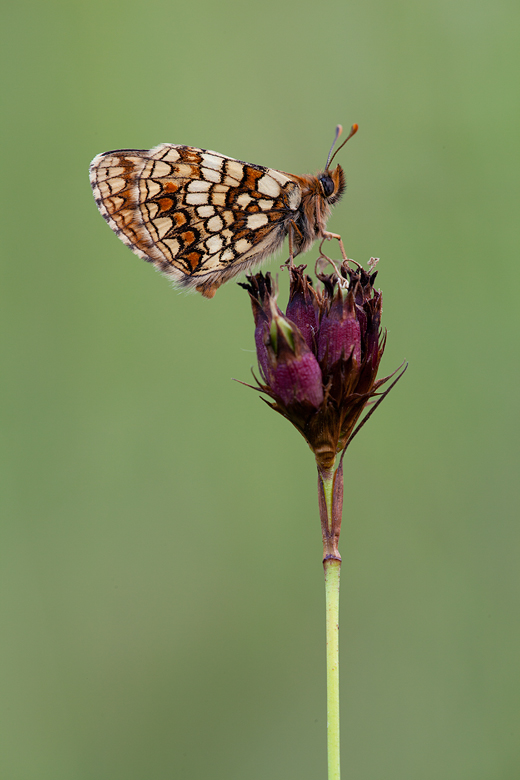 Melitaea aurelia