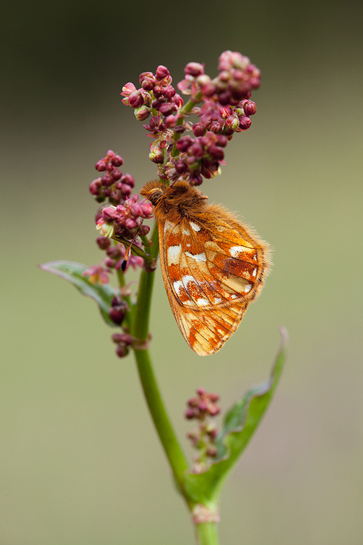 Boloria pales (palustris)