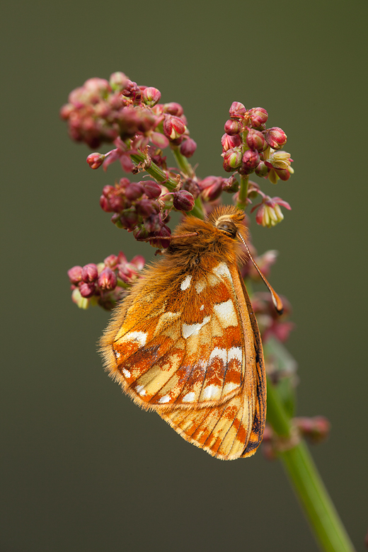 Boloria pales (palustris)