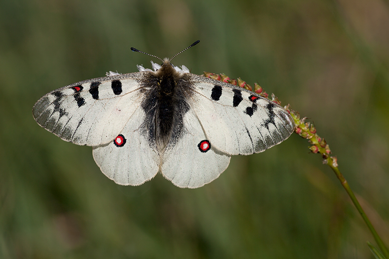 Parnassius phoebus