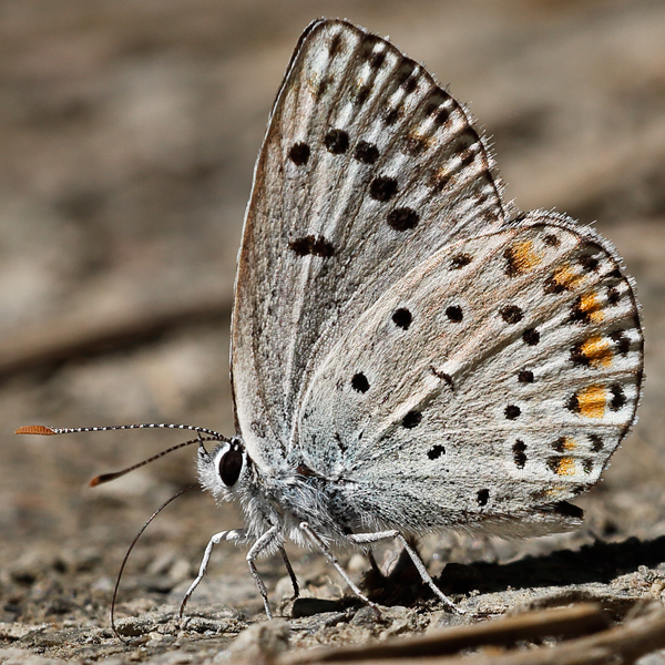 Polyommatus escheri copula