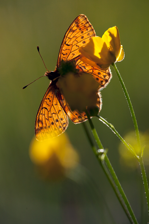 Boloria pales (palustris)