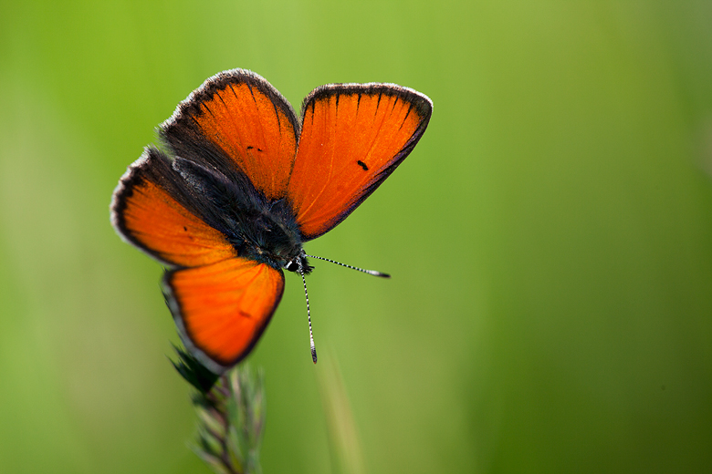 Lycaena hippothoe (eurydame)