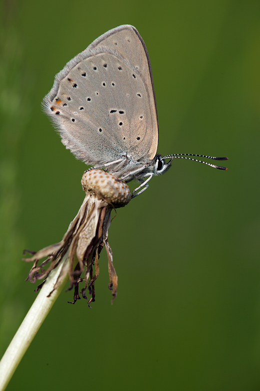 Lycaena hippothoe (eurydame)