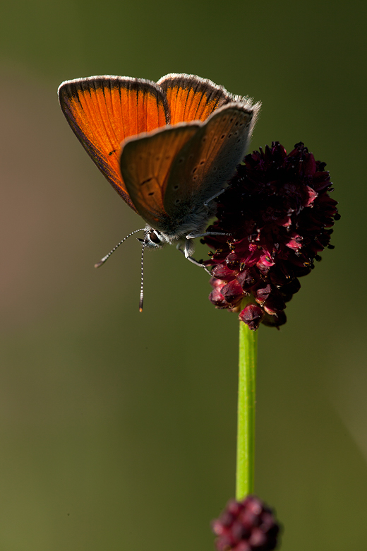 Lycaena hippothoe (eurydame)