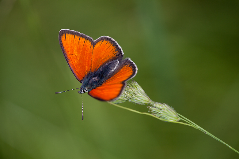 Lycaena hippothoe (eurydame)