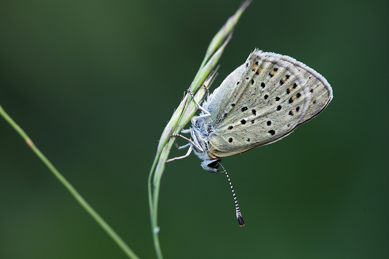 Lycaena tityrus (subalpinus)