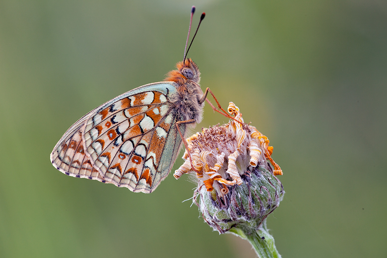 Argynnis niobe