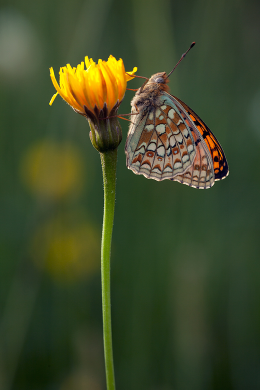 Argynnis niobe