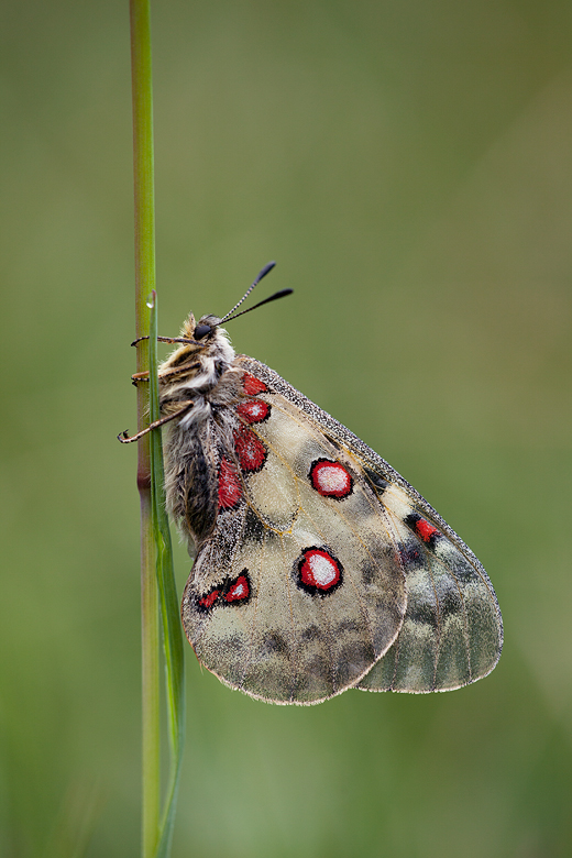 Parnassius phoebus