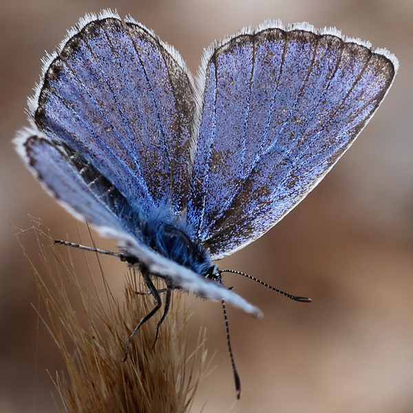 Polyommatus escheri copula