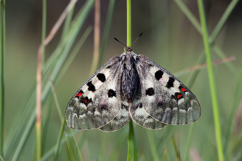 Parnassius phoebus