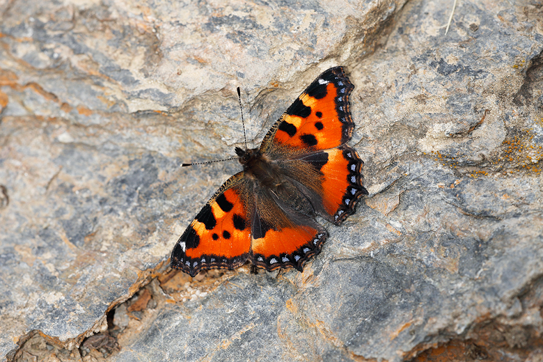 Aglais urticae