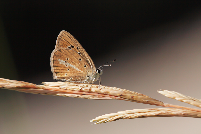 Polyommatus fulgens