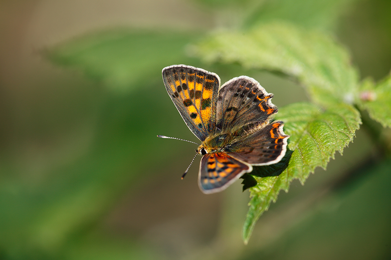 Lycaena bleusei