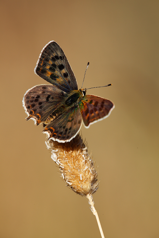 Lycaena bleusei