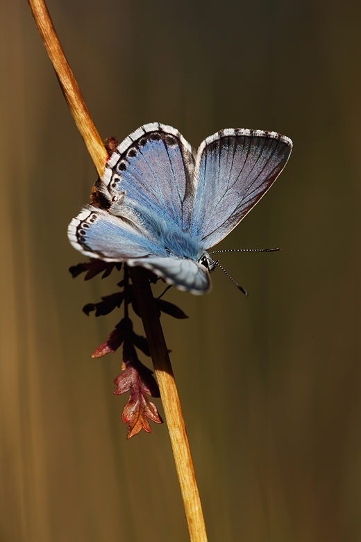 Polyommatus caelestissima